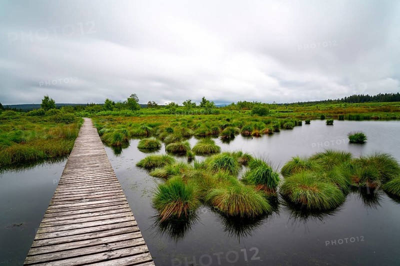 The High Fens, Brackvenn, raised bog, wooden plank hiking trail, in Wallonia, Belgium, on the border with Germany, Europe