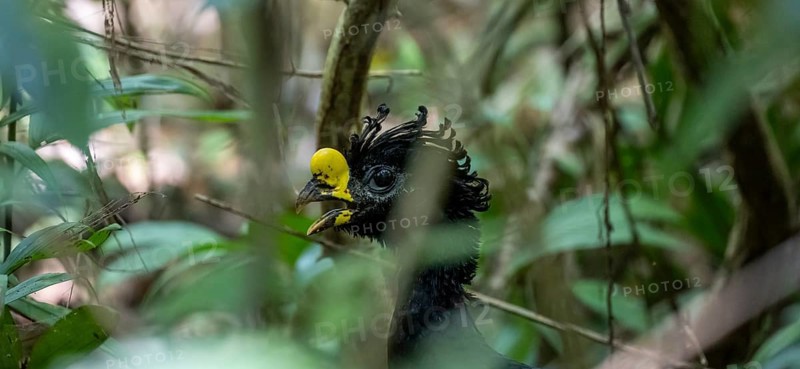 Tuberous-throated curassow (Crax rubra), adult male, animal portrait, in the rainforest, Corcovado National Park, Osa, Puntarena Province, Costa Rica, Central America