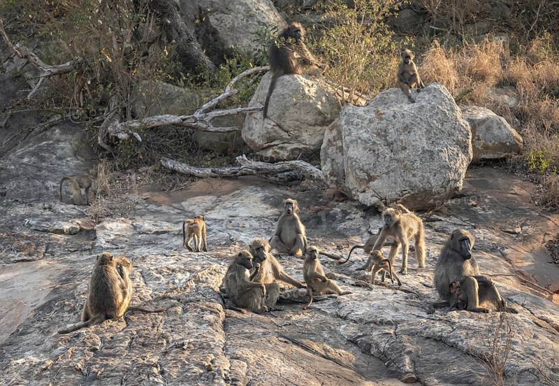 Herd of chacma baboons (Papio ursinus), animal family with adults and cubs, sitting on stones, Kruger National Park, South Africa, Africa