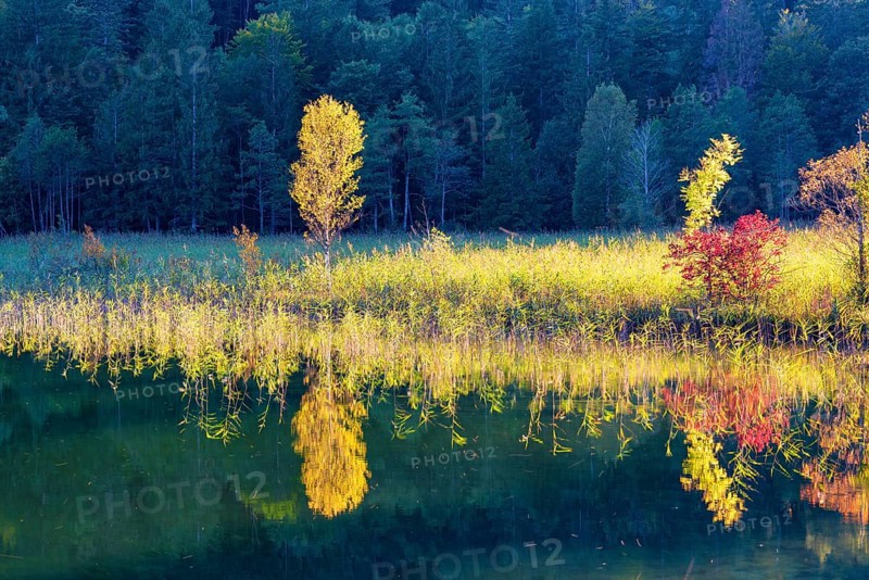 Autumn at Schwansee, near Hohenschwangau, Romantic Road, Ostallgäu, Bavaria, Germany, Europe