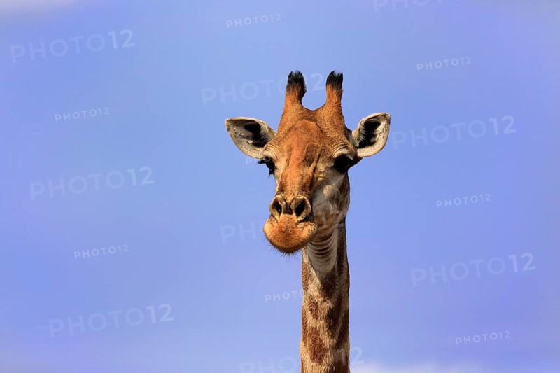Southern giraffe (Giraffa camelopardalis giraffa), adult, portrait, Kruger National Park, Kruger National Park, Krugerpark, South Africa, Africa