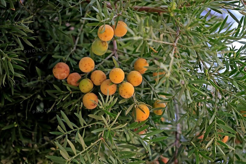 Weeping yew (Afrocarpus falcatus), fruit, fruit stand, Kirstenbosch Botanical Gardens, Cape Town, South Africa, Africa