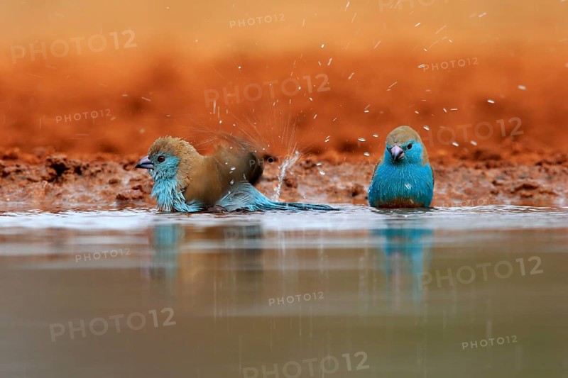 Angolan butterfly finch (Uraeginthus angolensis), blue-eared butterfly finch, adult, two birds, at the water, bathing, Kruger National Park, Kruger National Park, Krugerpark, South Africa, Africa