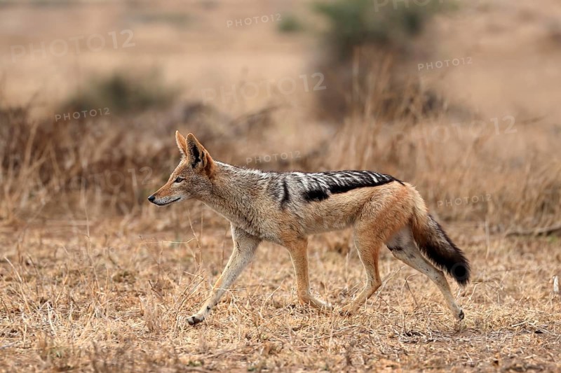 Black-backed jackal (Lupulella mesomelas), adult, alert, stalking, foraging, Kruger National Park, Kruger National Park, Kruger National Park South Africa