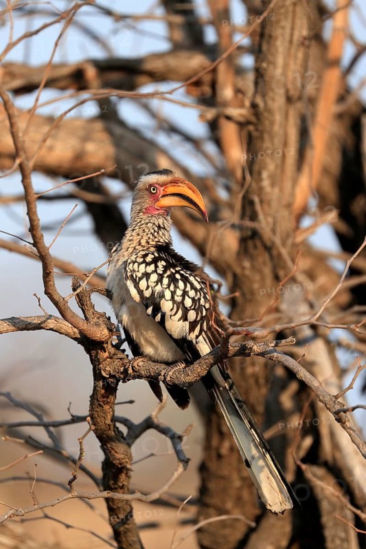 Southern Yellow-billed Hornbill, Red-ringed Hornbill (Tockus leucomelas), adult, on wait, Kruger National Park, Kruger National Park, Kruger National Park South Africa