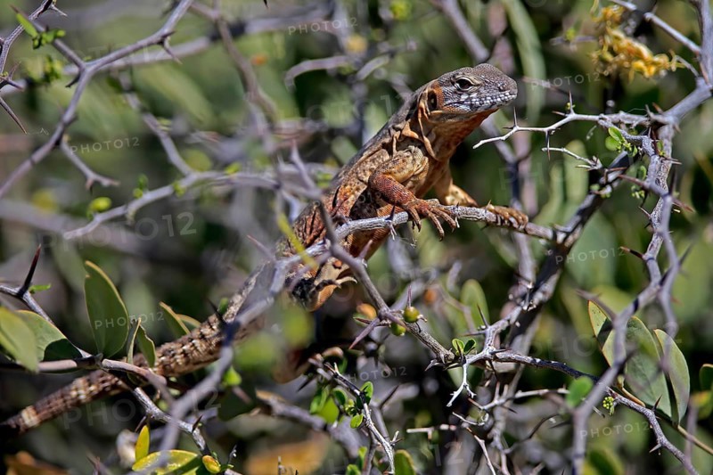 Eastern Mexican Black Iguana, (Ctenosaura acanthura), adult, on tree, foraging, Sonoran Desert, Arizona, North America, USA, North America