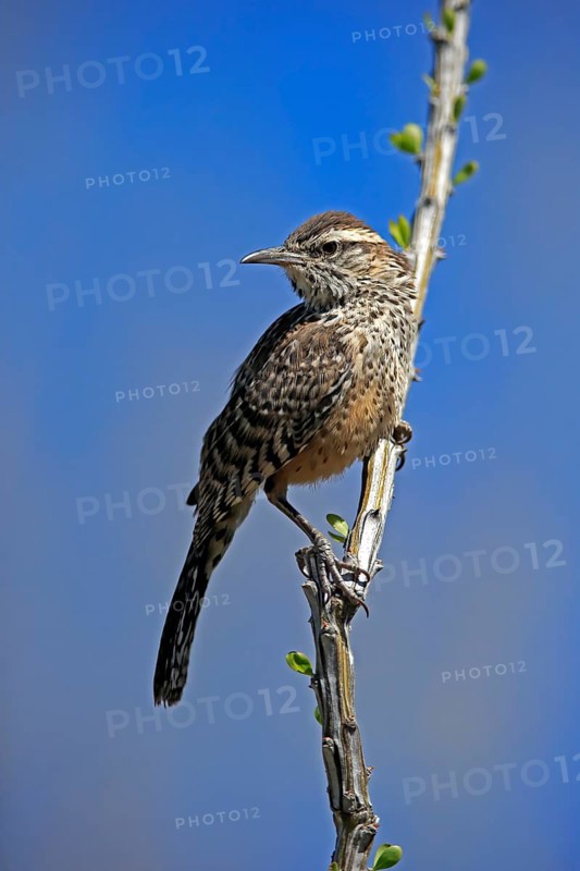 Cactus wren (Campylorhynchus brunneicapillus), adult, on wait, Sonora Desert, Arizona, North America, USA, North America