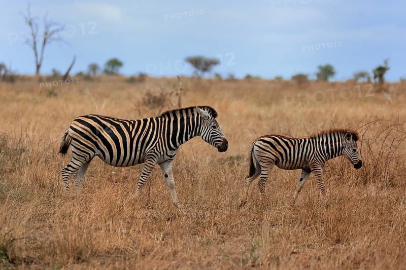 Burchell's zebra (Equus quagga burchelli), Burchell's zebra, adult, female, mother with young, two animals, foraging, Kruger National Park, Kruger National Park, Kruger National Park South Africa