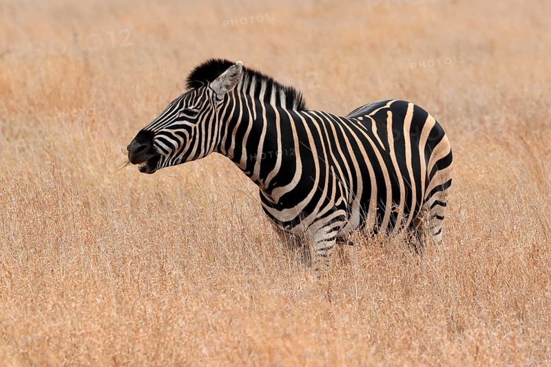 Burchell's zebra (Equus quagga burchelli), Burchell's zebra, adult, feeding, Kruger National Park, Kruger National Park, Kruger National Park South Africa