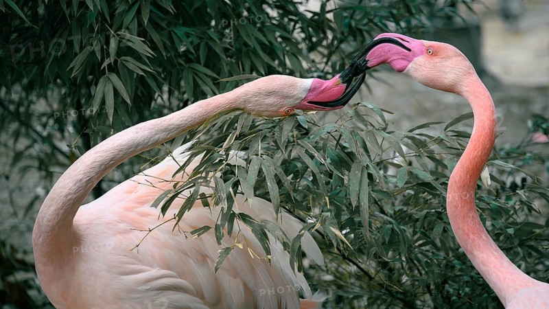 Two pink flamingos (Phoenicopterus roseus) with intertwined beaks in front of green foliage, Wilhelma, Stuttgart, Baden-Württemberg, Germany, Europe