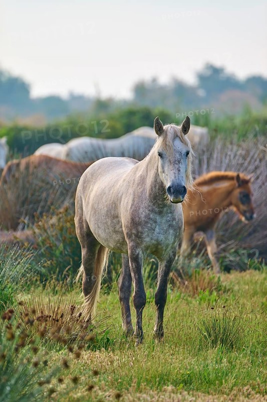 White Camargue horse herd with foals grazing peacefully on a green pasture, Camargue, France, Europe