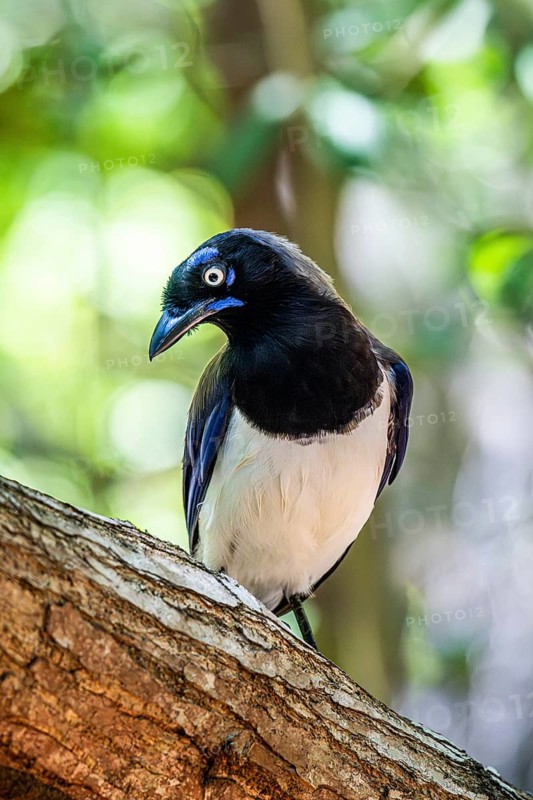 Black chested jay (Cyanocorax affinis), Aviario Nacional de Colombia, Via Baru, Province of Cartagena, Bolivar, Colombia, South America