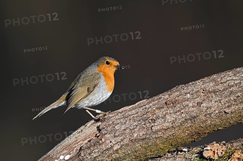 European robin (Erithacus rubecula), adult bird, Dingdener Heide nature reserve, North Rhine-Westphalia, Germany, Europe