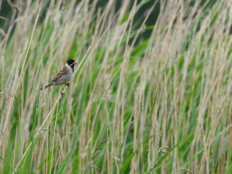 A male reed bunting (Emberiza schoeniclus) with food in its beak, Mecklenburg-Western Pomerania, Germany, Europe