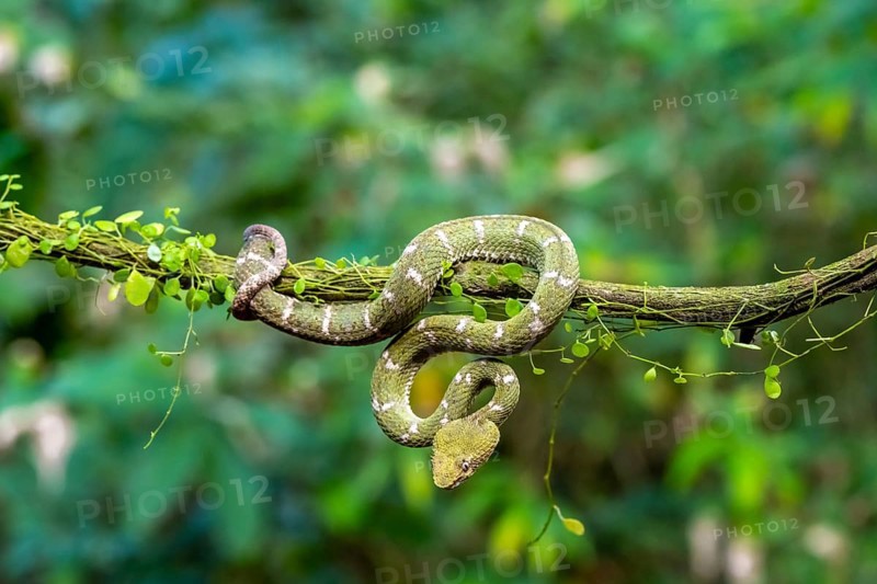 Griffin-tailed lance adder (Bothriechis schlegelii), green variety, sitting on a branch, Heredia province, Costa Rica, Central America