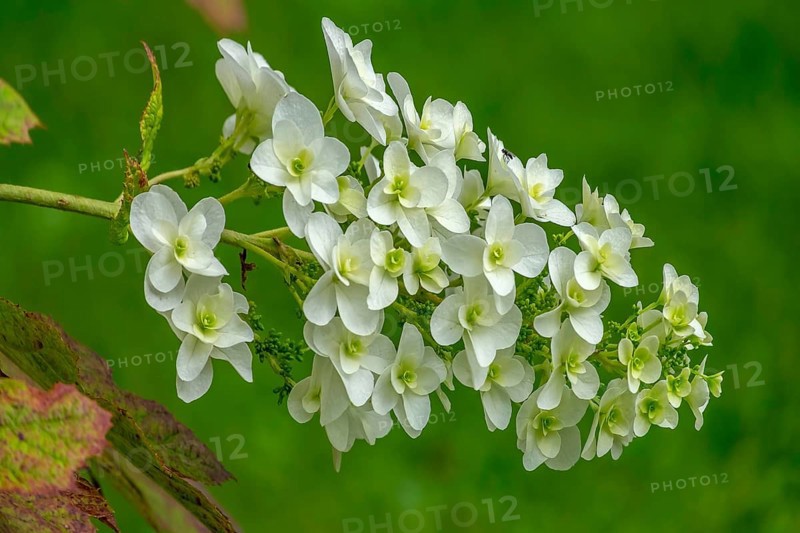 Oakleaf hydrangea (Hydrangea quercifolia), North Rhine-Westphalia, Germany, Europe