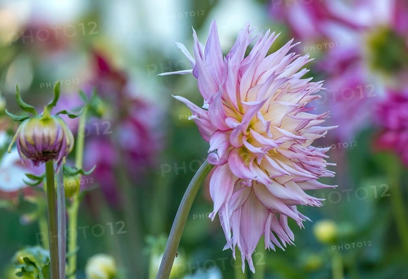 Dahlias (Dahlia), cactus dahlia, Germany, Europe