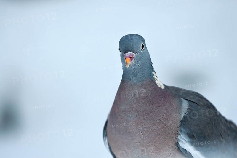 Wood pigeon (Columba palumbus), portrait, in the snow, winter feeding, Oberhausen, Ruhr area, North Rhine-Westphalia, Germany, Europe