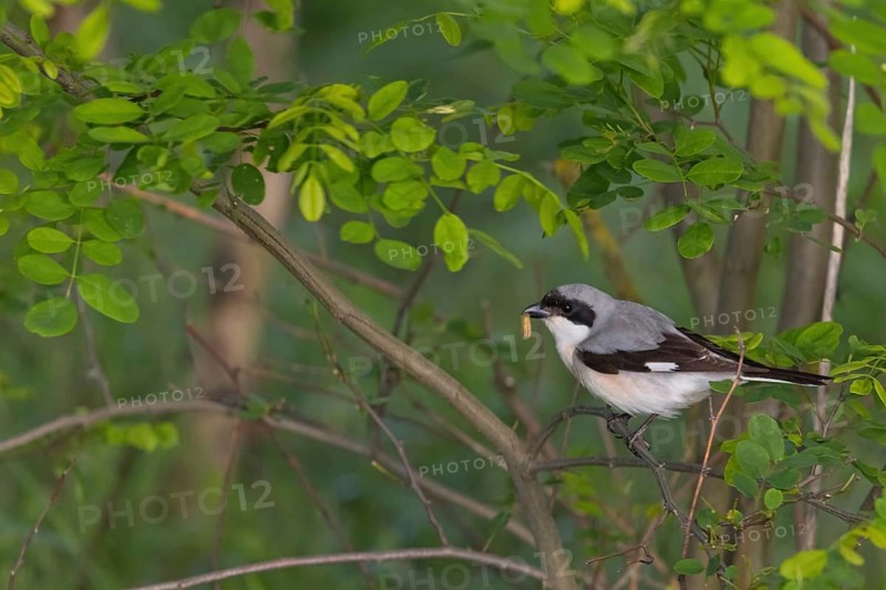 Lesser grey shrike (Lanius minor), Tower Hide, Tiszaalpár, Kiskunsági National Park, Bács-Kiskun, Hungary, Europe