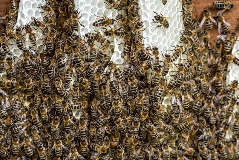Bee colony, many bees, Western or European honey bee (Apis mellifera), wild construction of natural honeycomb outside of beehive, beeswax, fresh, white, honeycomb, Nidda, Wetterau, Hesse, Germany, Europe