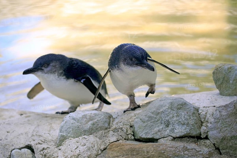Little Penguin, (Eudyptula minor), adult pair going ashore, Kangaroo Island, South Australia, Australia, Oceania