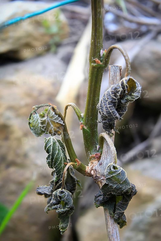 Late night frosts have led to severe frost damage in vineyards in the Elbe Valley. Due to the very high spring temperatures, most of the vines had already sprouted very far. The winegrowers are now hoping for a second budding, Dresden, Saxony, Germany, Europe