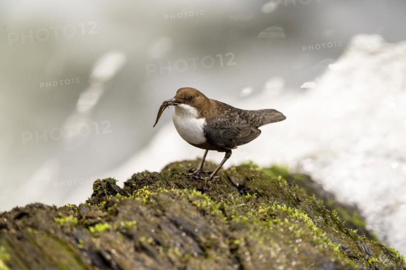 White-throated Dipper (Cinclus cinclus), at a torrent with prey in its beak, Rhineland-Palatinate, Germany, Europe
