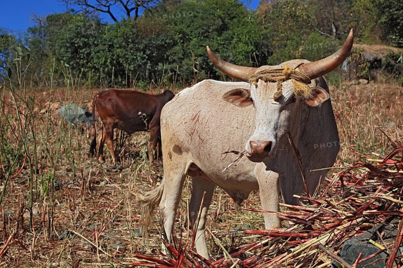 South Ethiopia, cow with horns looking for food, Ethiopia, Africa