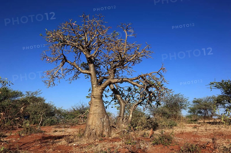 South Ethiopia, desert roses, Adenium, are a plant genus of the dogbane family, Apocynaceae, tree, Ethiopia, Africa