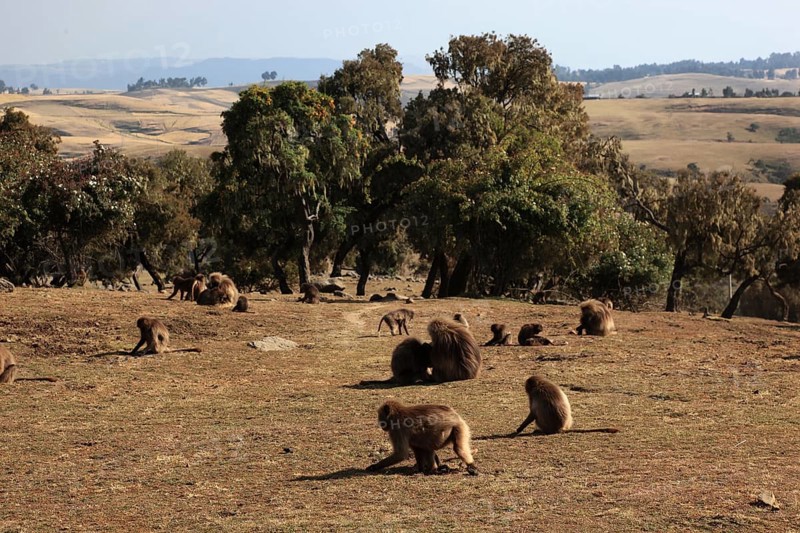 In the highlands of Abyssinia, in the Semien Mountains, landscape in the Semien Mountains National Park, blood-breasted baboons, Theropithecus gelada, rare primate species in the highlands of Ethiopia, cheek pouch monkey, looking for food, Ethiopia, Africa