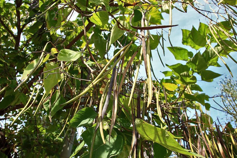 Southern Catalpa, Catalpa bignonioides, inflorescence