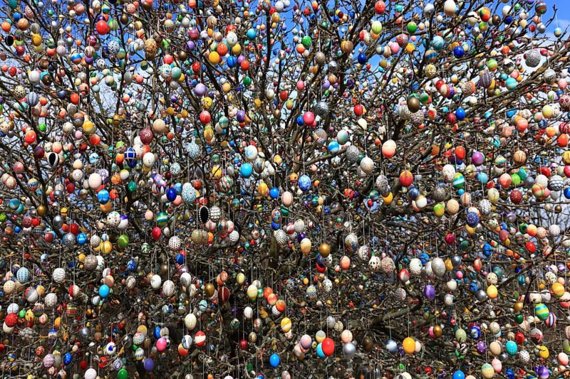 Many colourful Easter eggs on a tree, Easter custom (date unknown)