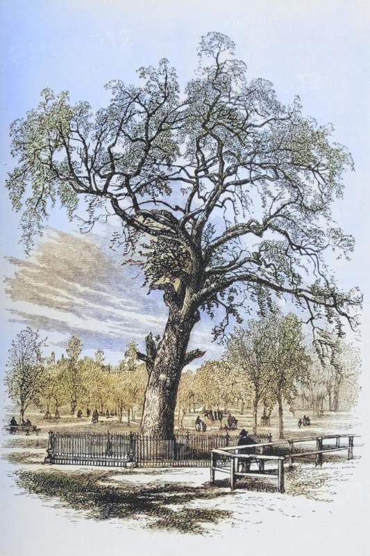 Boston Massachusetts, the Liberty Tree in the 1870s. From American Pictures Drawn With Pen And Pencil by Rev Samuel Manning c. 1880, United States, America, Historic, digitally restored reproduction from a 19th century original, Record date not stated, North America