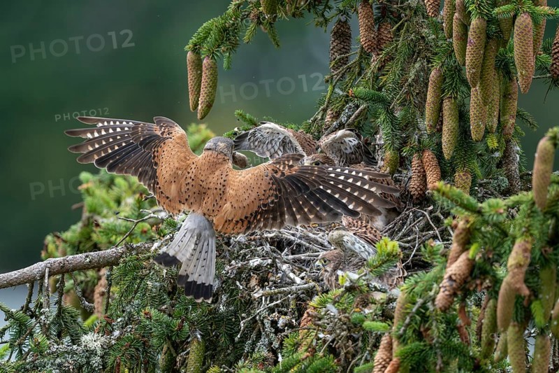 Common kestrel (Falco tinnunculus), male adult bird hands a mouse to a young bird not yet able to fly in the nest, Rhineland-Palatinate, Germany, Europe