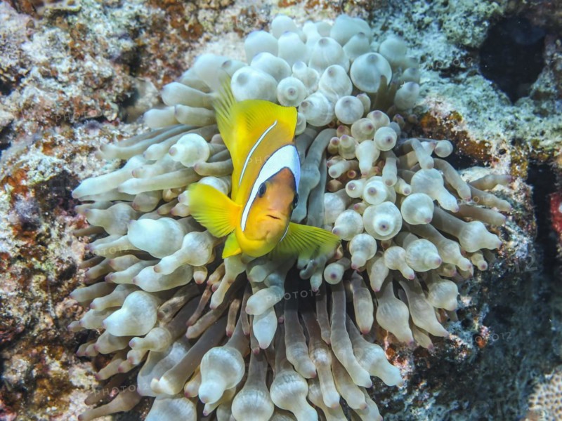 Bubble-tip anemone (Entacmaea quadricolor), red sea clownfish (Amphiprion bicinctus), dive site Siyul Kebir Reef, Red Sea, Egypt, Africa