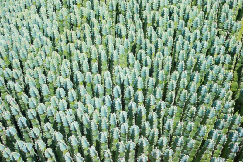 Maghreb spurge or square euphorbia (Euphorbia resinifera), a large variety of succulents of the same species create a natural geometric pattern, prickly, spines, thorns, green, Majorca, Spain, Europe