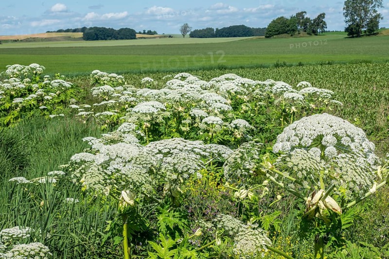 Flowering giant hogweed in the landscape, (Heracleum mantegazzianum) an invasive species that is difficult to eradicate, in Glemminge, Ystad Municipality, Skåne County, Sweden, Scandinavia, Europe