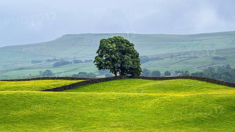 Farms in Yorkshire Dales National Park, North Yorkshire, England, United Kingdom, Europe