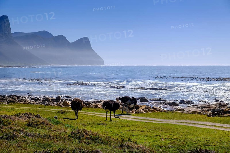 Buffels Bay, Cape of Good Hope, Cape Peninsula, Western Cape, South Africa, Africa
