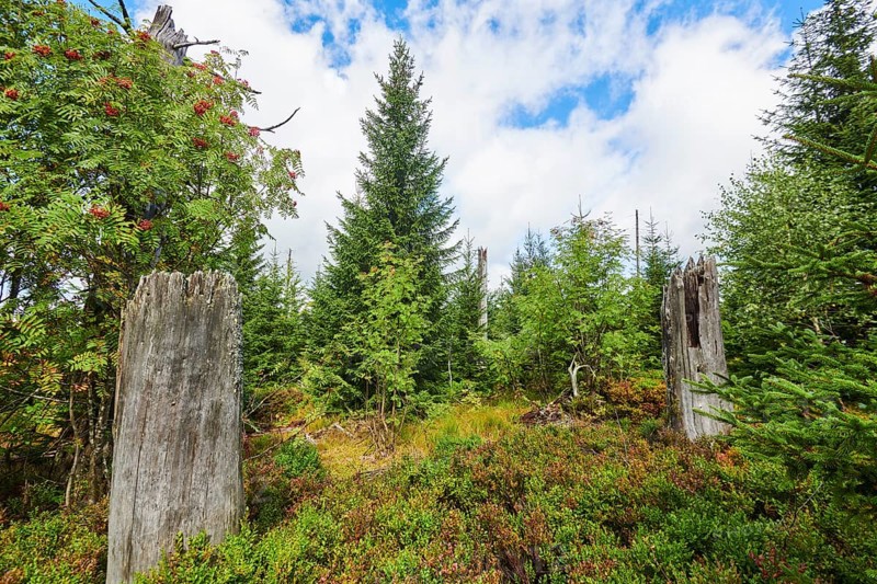 Vegetation with Norway spruce (Picea abies) and colored European blueberry (Vaccinium myrtillus) on Mount Lusen in late summer, Bavarian Forest, Bavaria, Germany, Europe