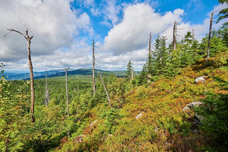 Vegetation with Norway spruce (Picea abies) and colored European blueberry (Vaccinium myrtillus) on Mount Lusen in late summer, Bavarian Forest, Bavaria, Germany, Europe