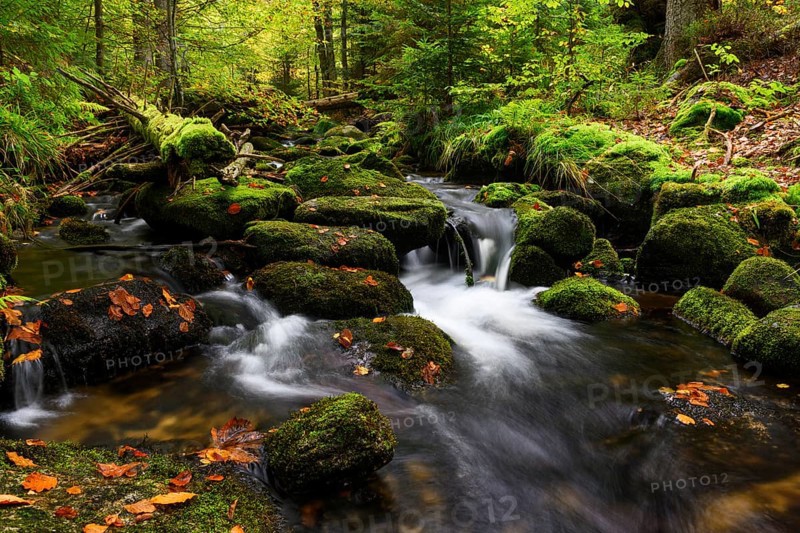 Stream in autumn, Kleine Ohe, Bavarian Forest National Park, Bavaria, Germany, Europe