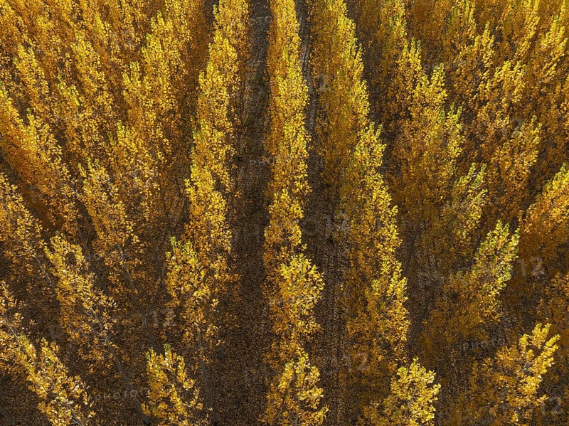 European Aspen (Populus tremula) in autumnal colours. Cultivated for timber. Aerial view. Drone shot. Granada province, Andalusia, Spain, Europe
