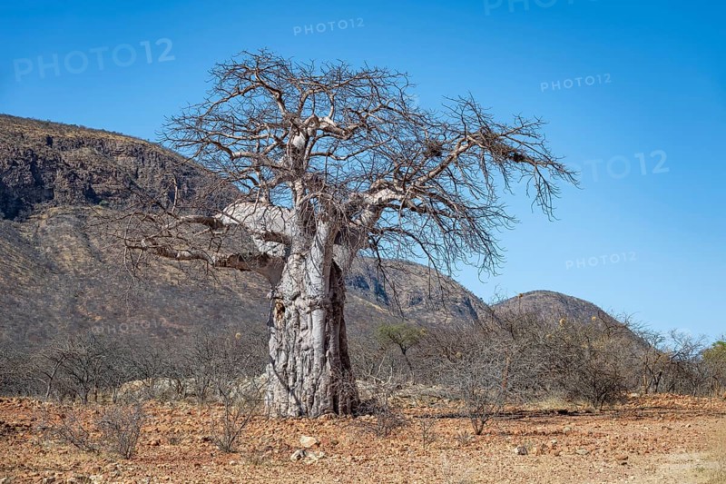 African Baobab (Adansonia digitata), barren dry landscape with hills, Kaokoveld, Kunene, Namibia, Africa