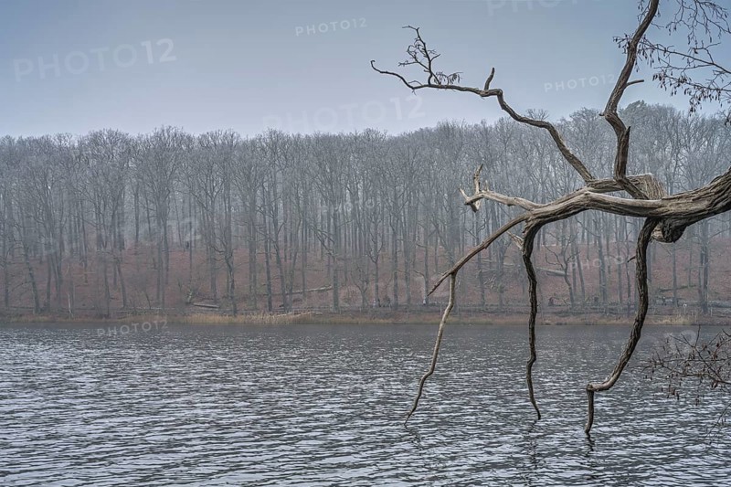 Grey weather, trees, wintry Schlachtensee, Steglitz-Zehlendorf, Berlin, Germany, Europe