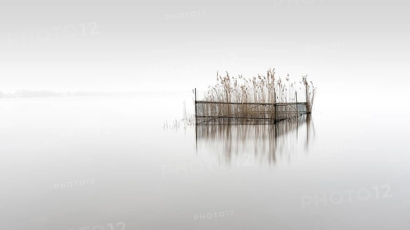 Protected reeds at Müggelsee in Berlin, Germany, 2024, Europe