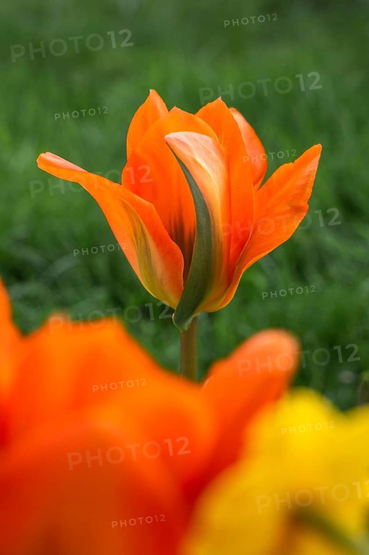 Orange-coloured tulips (Tulipa) in spring. In the foreground a blurred tulip and a wild daffodil, in the background a sharp tulip. Green grass as a natural background in the garden