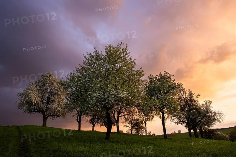 White blossoming fruit trees in a meadow in spring. Colourful clouds and sunset. Rhine-Neckar district, Baden-Württemberg, Germany, Europe