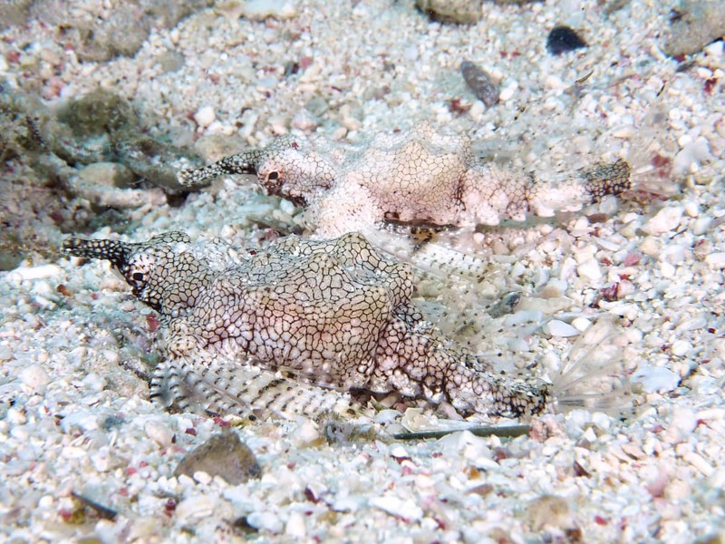 Two camouflaged fish, Dwarf Wingfish (Eurypegasus draconis), lying side by side on the sandy bottom and blending in with their surroundings, dive site House Reef, Mangrove Bay, El Quesir, Red mangrove, Egypt, Africa