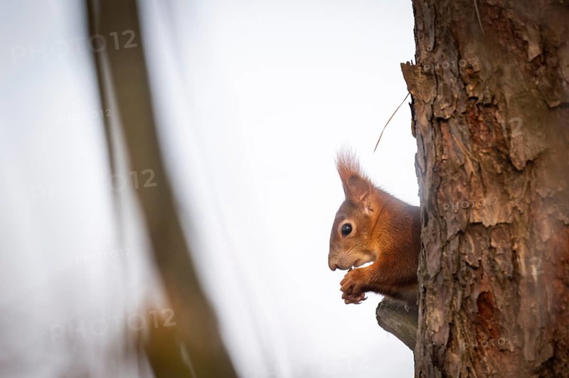 Squirrel (Sciurus vulgaris) sitting on a branch and holding a hazelnut in its paws, Baden-Württemberg